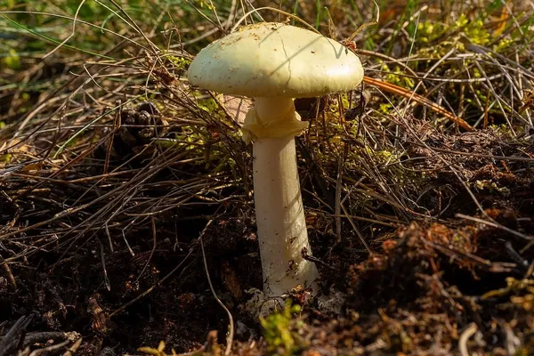 Amanita citrina — 2024-09-13