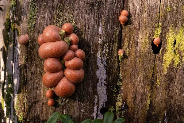 Lycogala epidendrum — 2024-10-12