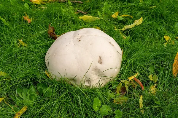 Calvatia gigantea — 2024-09-29