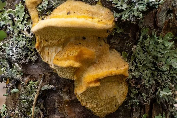 Diplomitoporus flavescens — 2024-08-17