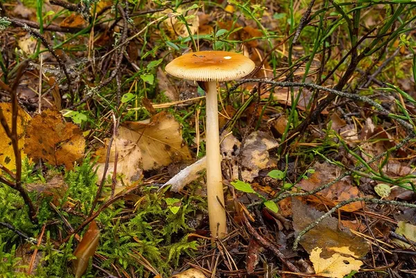 Amanita fulva — 2024-09-12