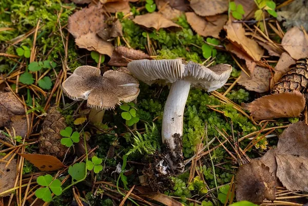 Tricholoma scalpturatum — 2024-11-08
