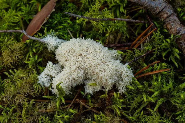 Mucilago crustacea — 2024-08-17