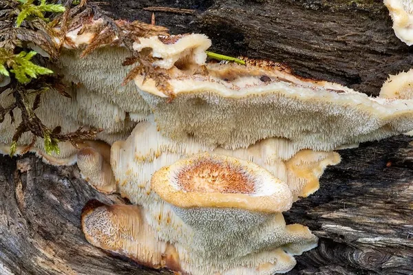 Fuscopostia fragilis — 2023-09-14