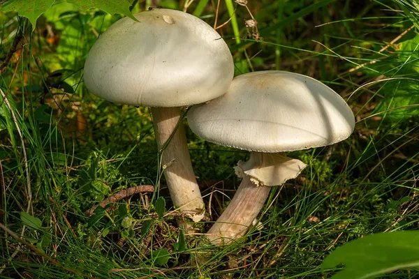 Agaricus sylvicola — 2023-09-12