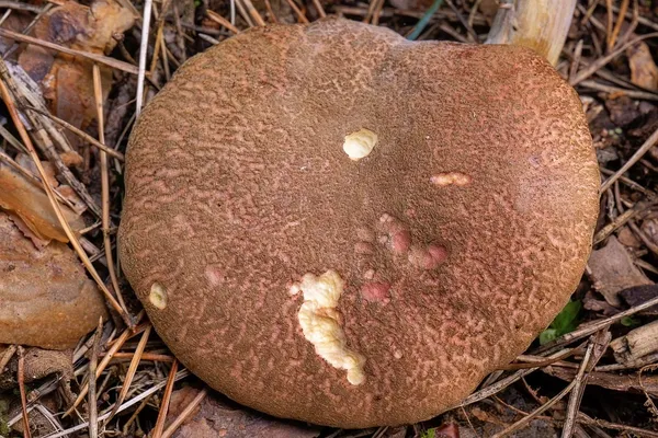Xerocomellus chrysenteron — 2024-08-24