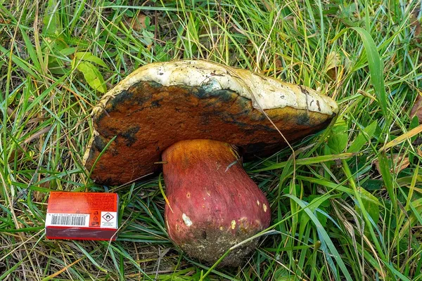 Rubroboletus satanas — 2024-08-25