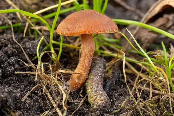 Tubaria furfuracea — 2025-03-07