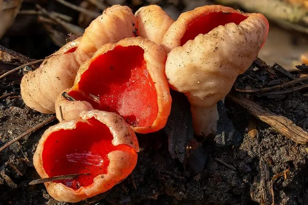 Sarcoscypha austriaca — 2025-03-08