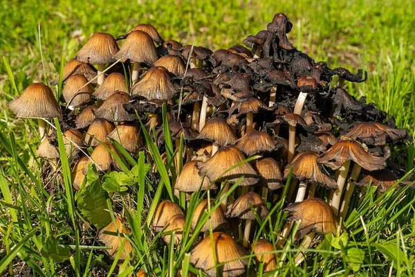 Coprinellus micaceus — 2025-06-21