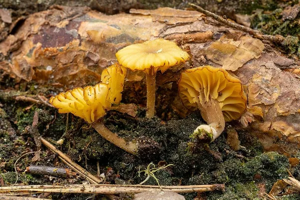 Lichenomphalia umbellifera — 2025-06-07