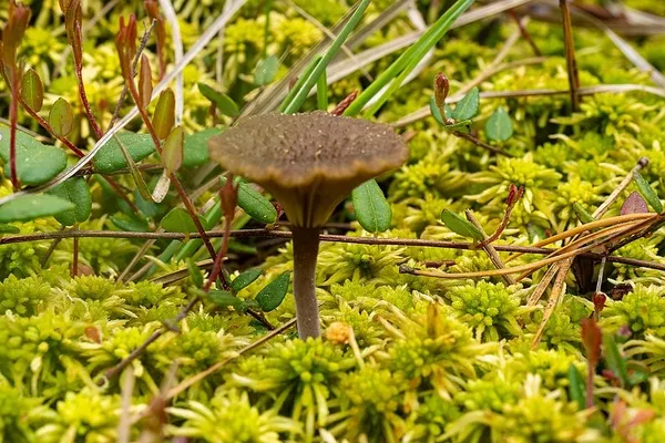 Arrhenia gerardiana — 2025-06-07