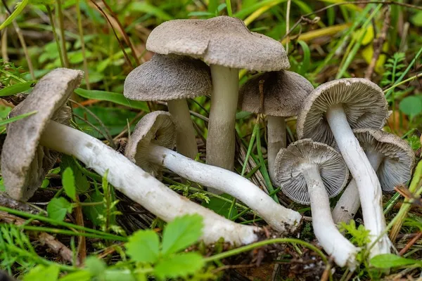 Tricholoma terreum — 2025-09-06