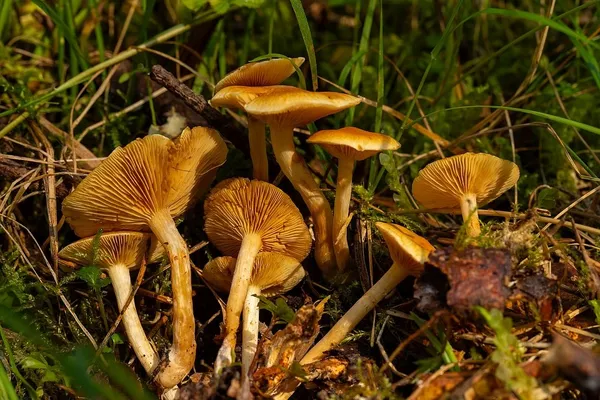Gymnopilus penetrans — 2025-09-06
