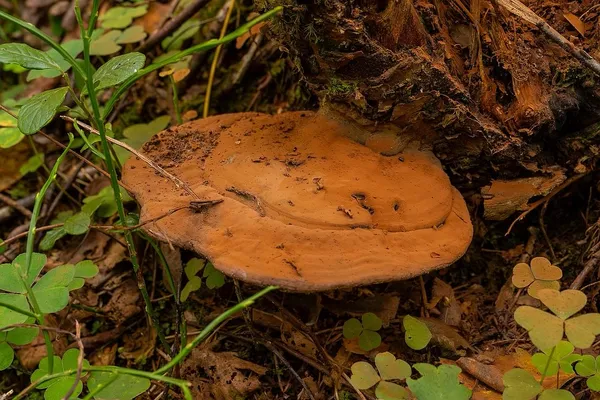 Ganoderma applanatum — 2025-09-07