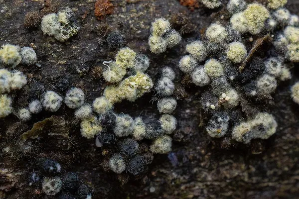 Neobarya parasitica — 2025-09-07