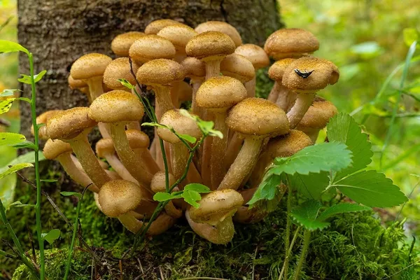 Armillaria mellea — 2025-09-06
