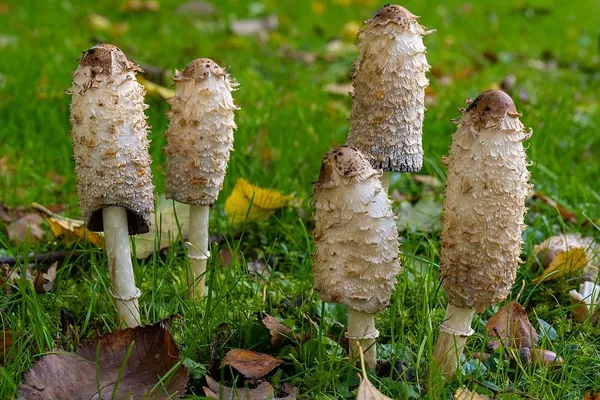 Coprinus comatus — 2025-10-10
