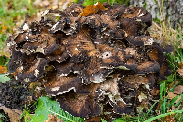 Grifola frondosa — 2025-10-10