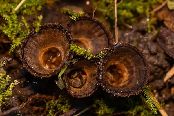 Cyathus striatus — 2025-10-11