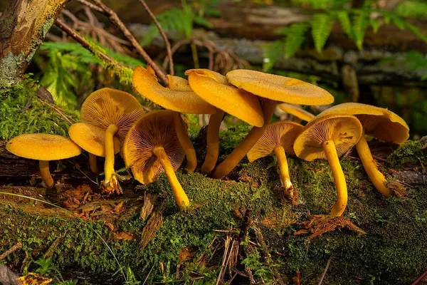 Tricholomopsis decora — 2025-09-07