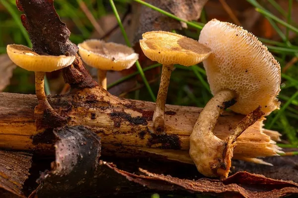 Lentinus arcularius — 2025-09-21