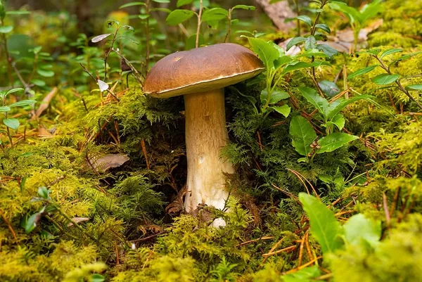 Boletus edulis — 2025-09-28