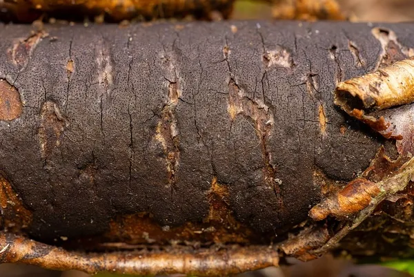 Diatrype undulata — 2025-09-27