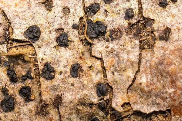 Eutypella quaternata — 2025-09-27