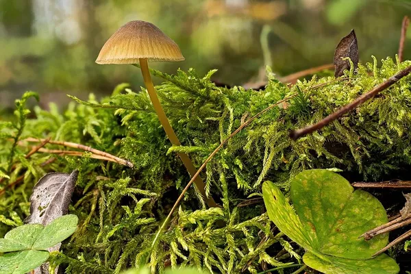Mycena viridimarginata — 2025-09-27