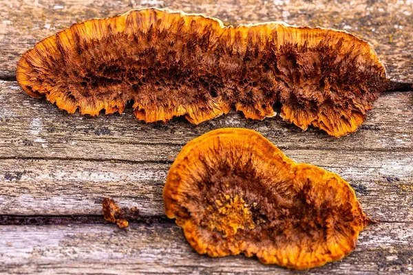 Gloeophyllum sepiarium — 2025-10-04