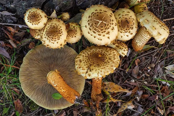 Pholiota squarrosa — 2025-10-04