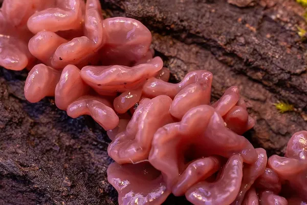 Ascocoryne sarcoides — 2025-10-10