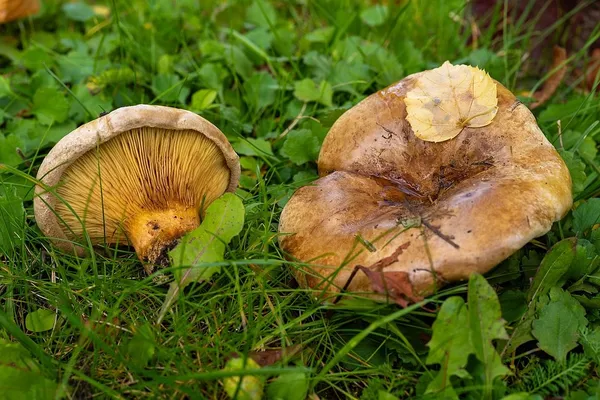 Paxillus ammoniavirescens — 2025-10-10