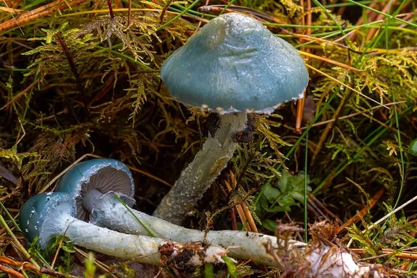 Stropharia caerulea — 2025-10-19