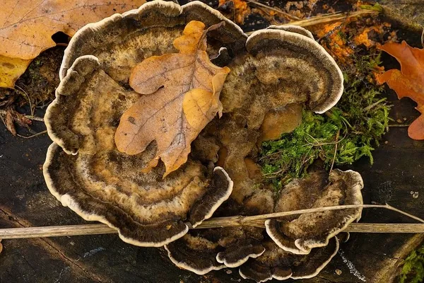 Bjerkandera adusta — 2025-10-18