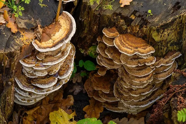 Bjerkandera fumosa — 2025-10-18