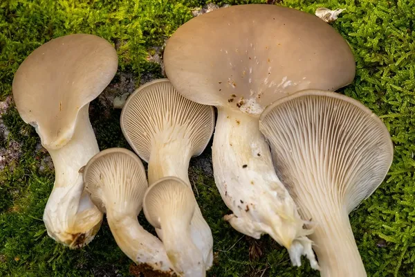Pleurotus ostreatus — 2025-10-18