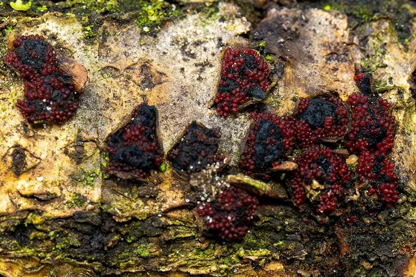 Cosmospora annulohypoxyli — 2025-01-26