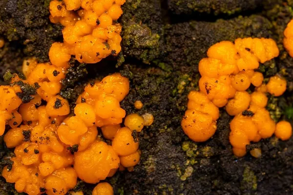 Dacrymyces stillatus — 2025-11-23