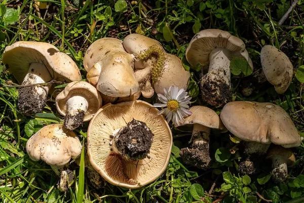 Calocybe gambosa — 2026-05-30