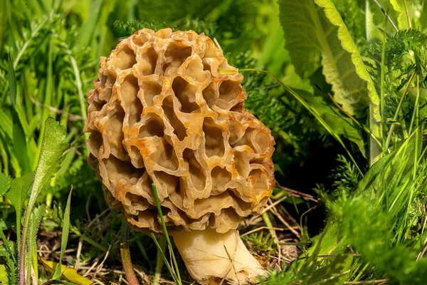 Morchella esculenta — 2026-05-16