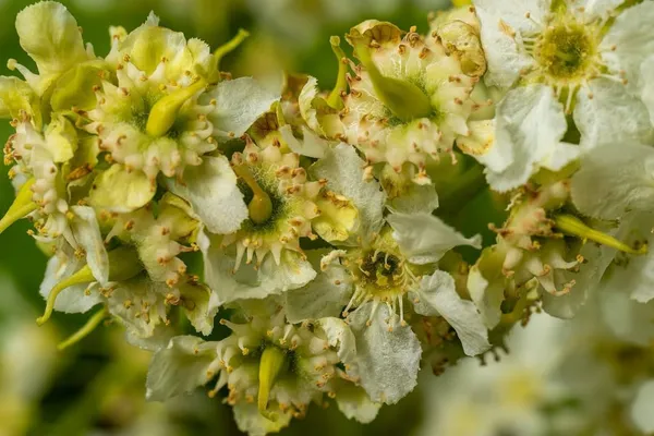 Taphrina padi — 2026-05-17