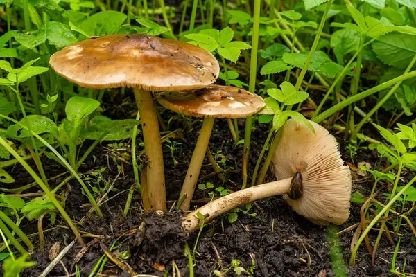 Pluteus cervinus — 2026-06-14