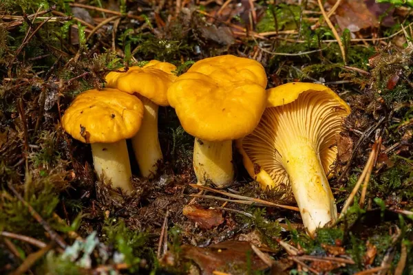 Cantharellus cibarius — 2026-07-04