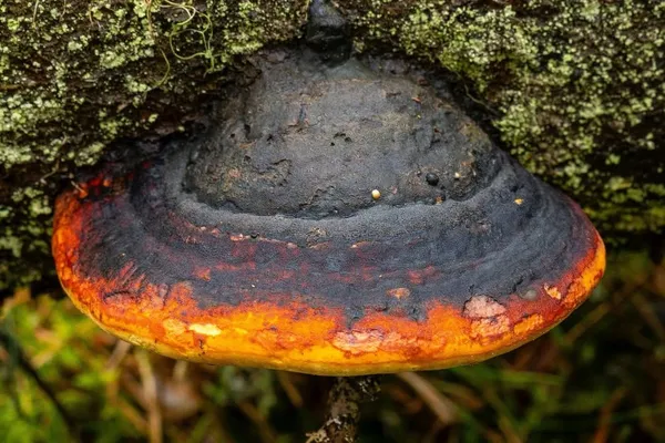 Fomitopsis pinicola — 2026-07-04