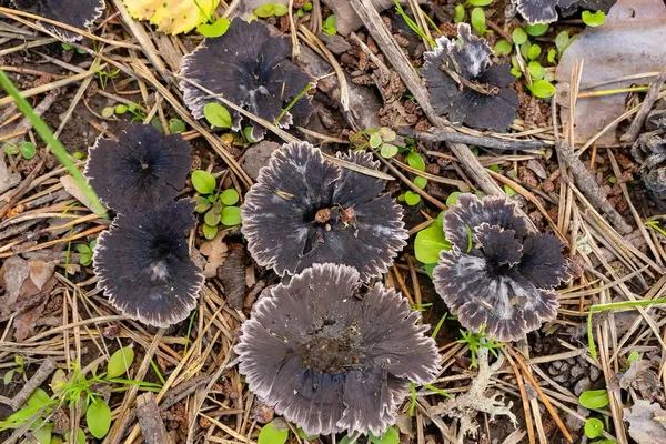Thelephora caryophyllea — 2026-07-10