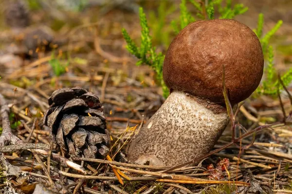 Leccinum vulpinum — 2026-07-10