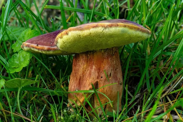 Hortiboletus rubellus — 2023-07-12