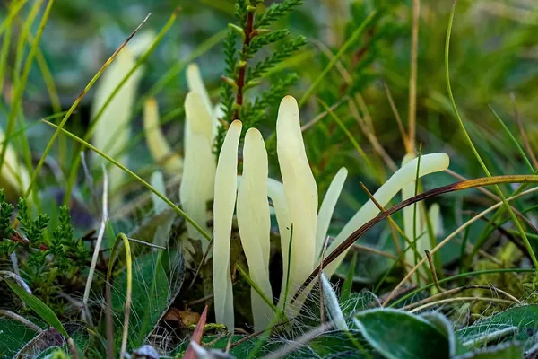 Clavaria fragilis — 2026-09-03